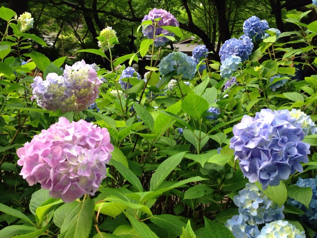 f:id:rie141:20150614222915j:plain f:id:rie141:20150614222915j:plain