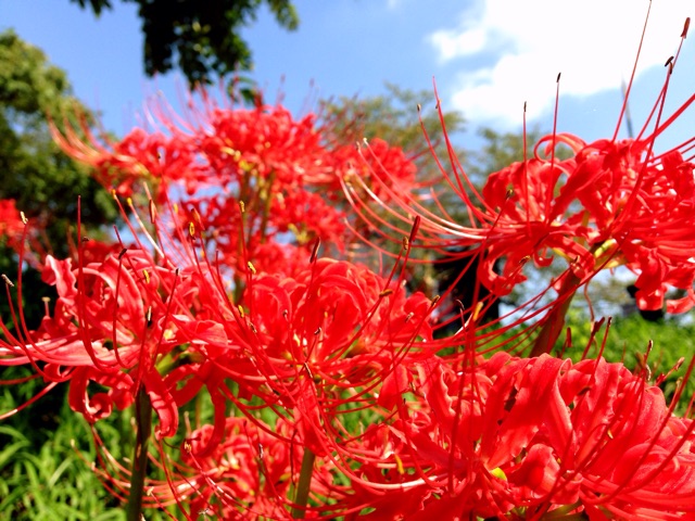 f:id:rie141:20150923221245j:plain f:id:rie141:20150923221245j:plain
