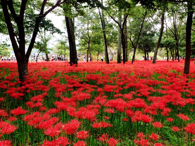 f:id:rie141:20150923221915j:plain f:id:rie141:20150923221915j:plain