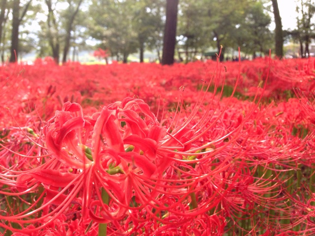 f:id:rie141:20150923221955j:plain f:id:rie141:20150923221955j:plain