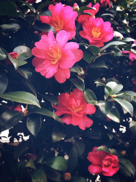 f:id:rie141:20151118003205j:plain f:id:rie141:20151118003205j:plain