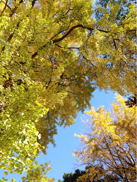 f:id:rie141:20151128225211j:plain f:id:rie141:20151128225211j:plain