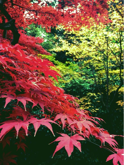 f:id:rie141:20151206201619j:plain f:id:rie141:20151206201619j:plain