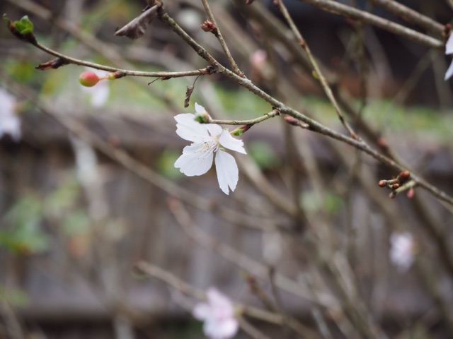f:id:rie141:20151220221717j:plain f:id:rie141:20151220221717j:plain