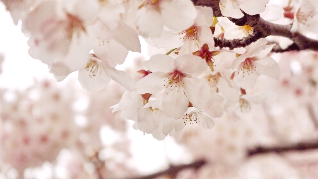 f:id:rie141:20160403192604j:image f:id:rie141:20160403192604j:image