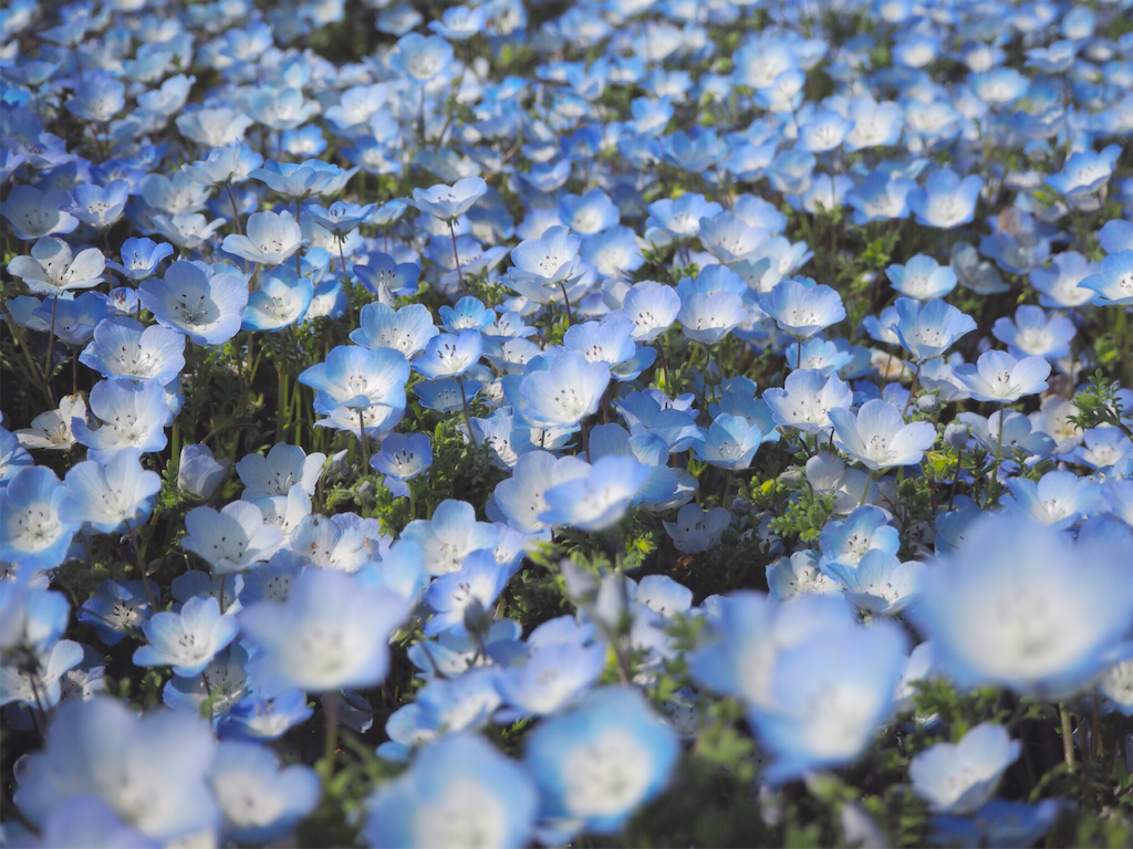 f:id:rie141:20160423225624p:image f:id:rie141:20160423225624p:image