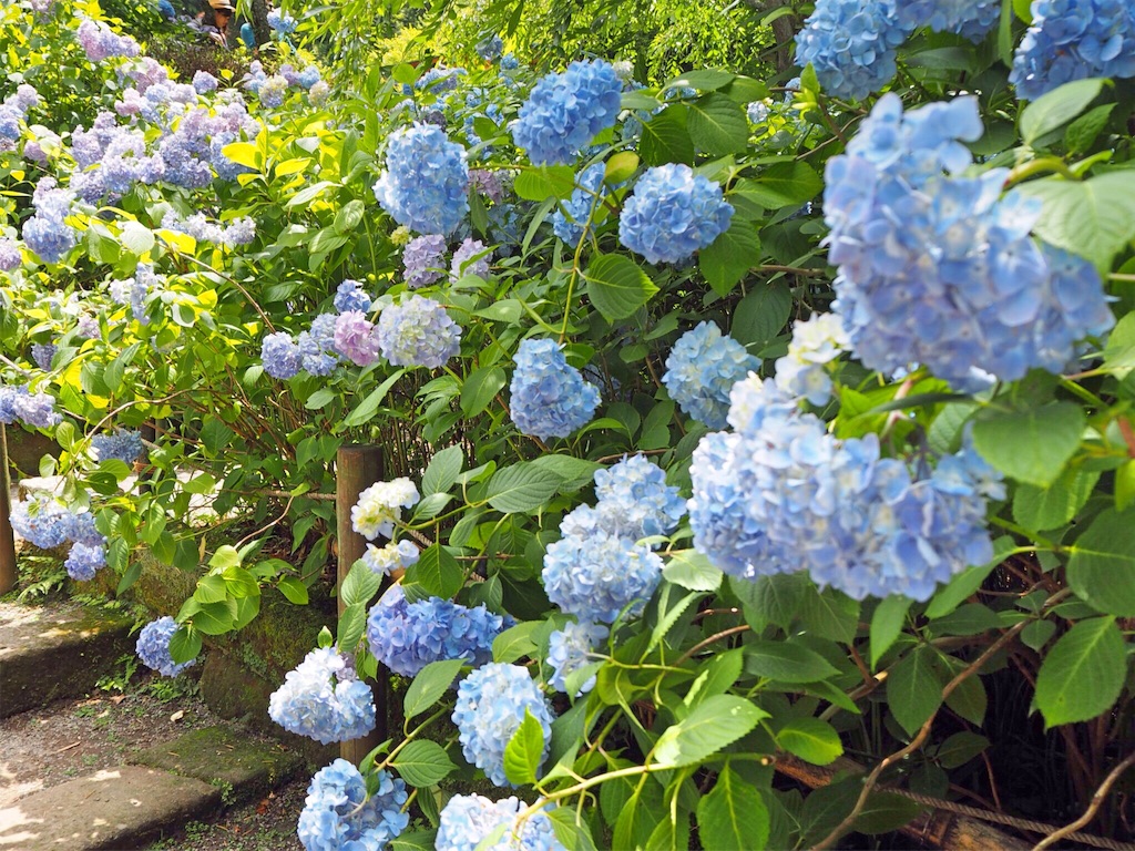 f:id:rie141:20160613203638j:image f:id:rie141:20160613203638j:image