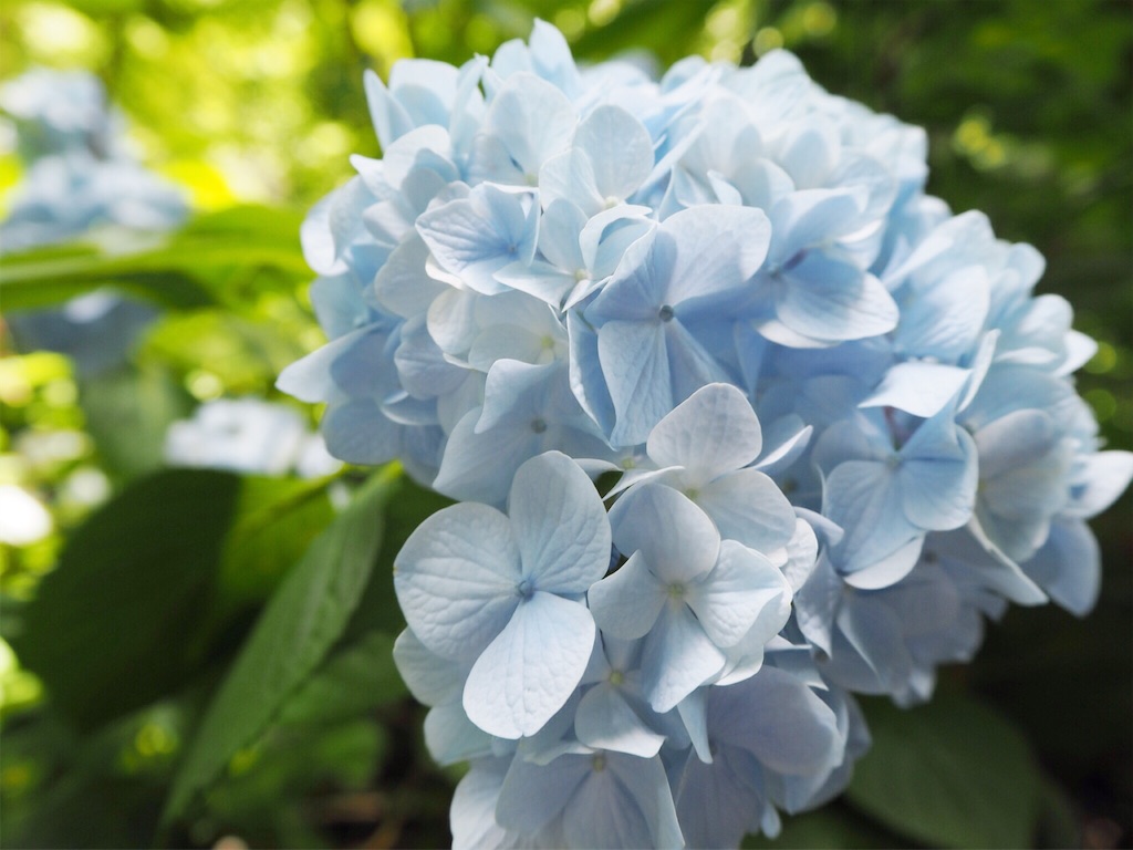 f:id:rie141:20160613203711j:image f:id:rie141:20160613203711j:image