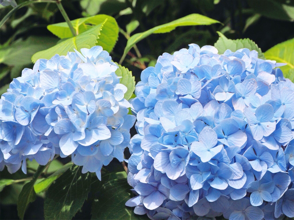 f:id:rie141:20160613210413j:image f:id:rie141:20160613210413j:image