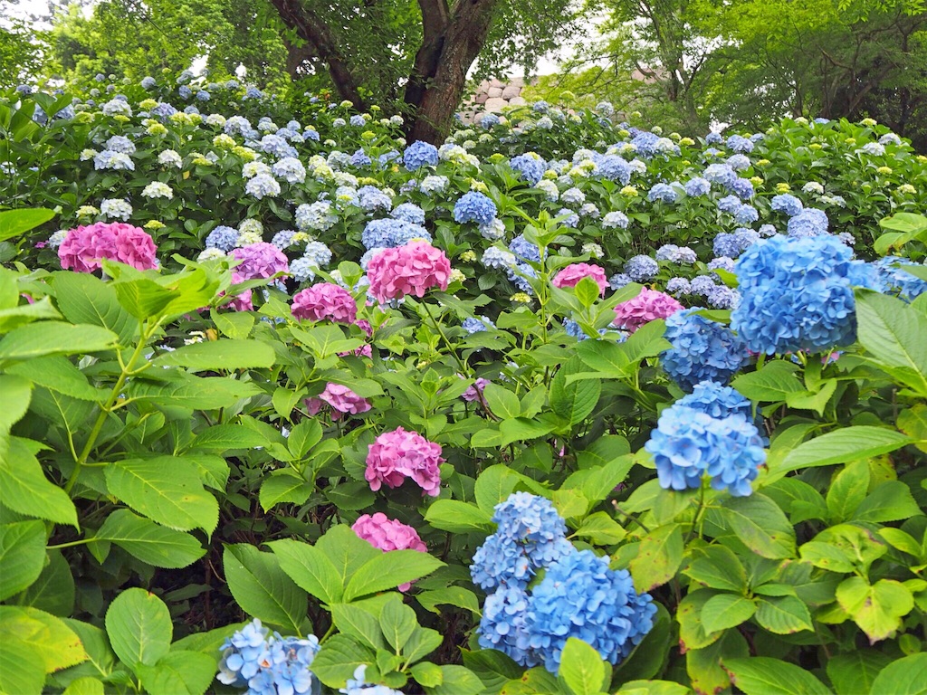f:id:rie141:20160619201956j:image f:id:rie141:20160619201956j:image