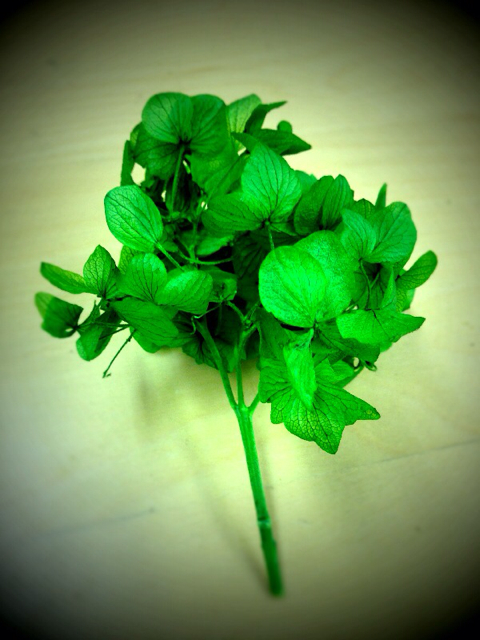 f:id:rie_re:20130420112652j:plain f:id:rie_re:20130420112652j:plain