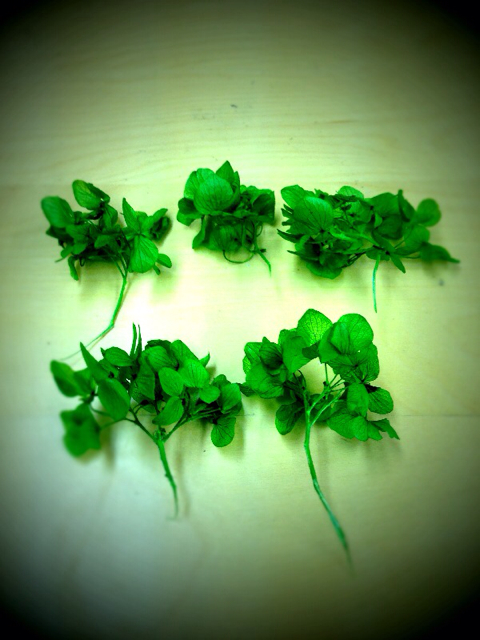 f:id:rie_re:20130420112705j:plain f:id:rie_re:20130420112705j:plain