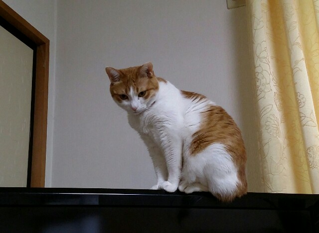 f:id:rikimarutti:20160218180133j:image f:id:rikimarutti:20160218180133j:image