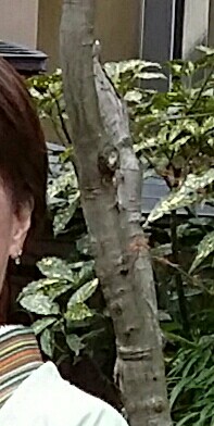 f:id:rikimarutti:20160321201532j:image f:id:rikimarutti:20160321201532j:image