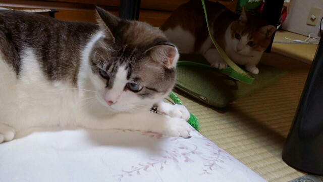 f:id:rikimarutti:20160508211405j:image f:id:rikimarutti:20160508211405j:image