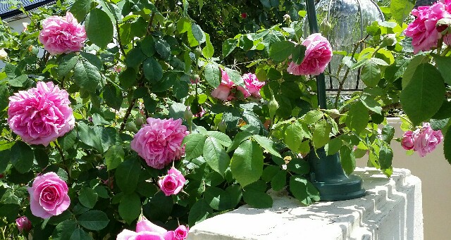 f:id:rikimarutti:20160607204736j:image f:id:rikimarutti:20160607204736j:image