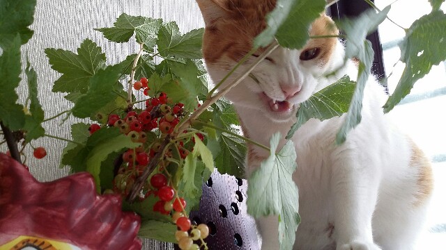 f:id:rikimarutti:20160624210431j:image f:id:rikimarutti:20160624210431j:image