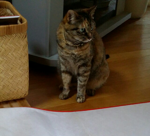 f:id:rikimarutti:20160725180555j:image f:id:rikimarutti:20160725180555j:image