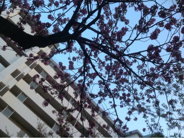 f:id:rimikito:20140411210041j:plain f:id:rimikito:20140411210041j:plain