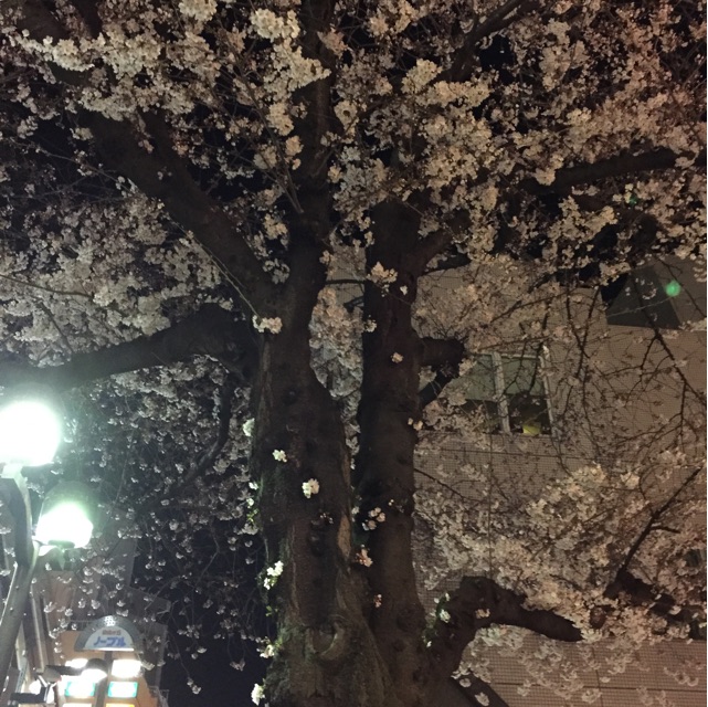 f:id:rimikito:20150327223714j:plain f:id:rimikito:20150327223714j:plain