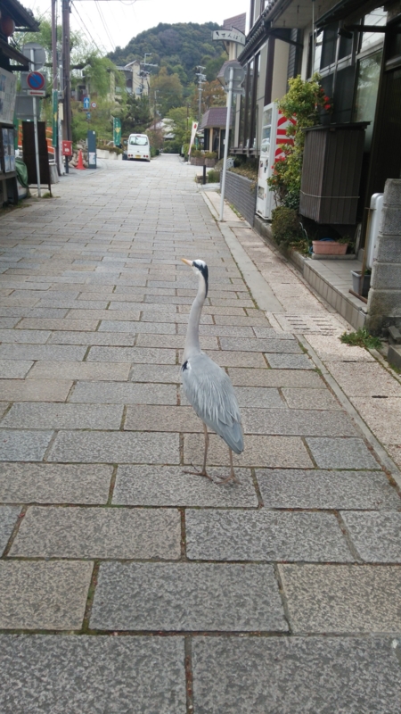 f:id:riotah:20140420062851j:plain f:id:riotah:20140420062851j:plain