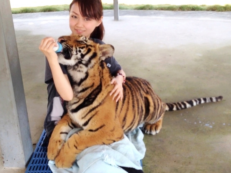 お客虎の赤ちゃんオ―ダ― ママに首根っこ押さえ込まれた赤ちゃんトラの運命は⁉️ 1月20日
