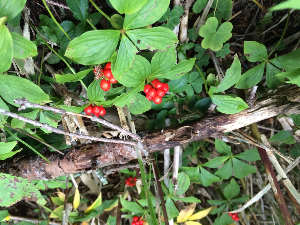 f:id:ritsco:20150921111008j:image f:id:ritsco:20150921111008j:image