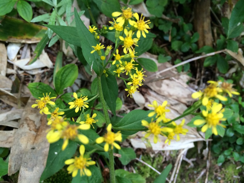 f:id:ritsco:20150921111033j:image f:id:ritsco:20150921111033j:image