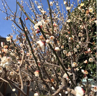 f:id:rmutsumi:20150221150042j:plain f:id:rmutsumi:20150221150042j:plain