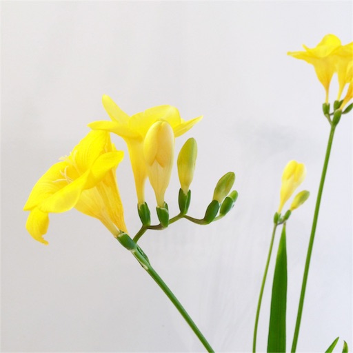f:id:rmutsumi:20160123235938j:image f:id:rmutsumi:20160123235938j:image