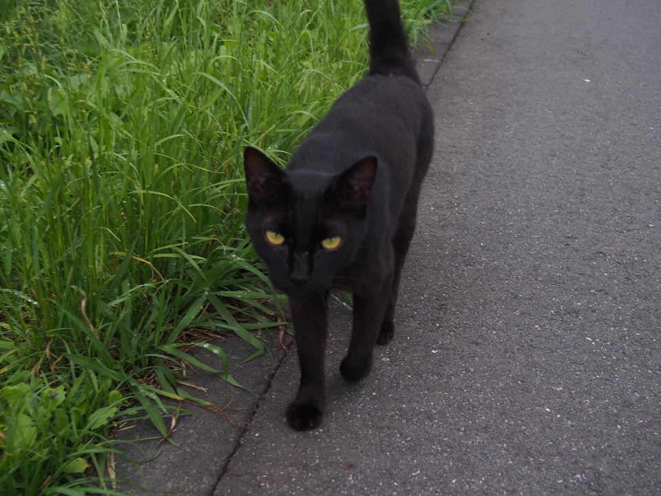 f:id:rntriple6:20150627143913j:plain f:id:rntriple6:20150627143913j:plain