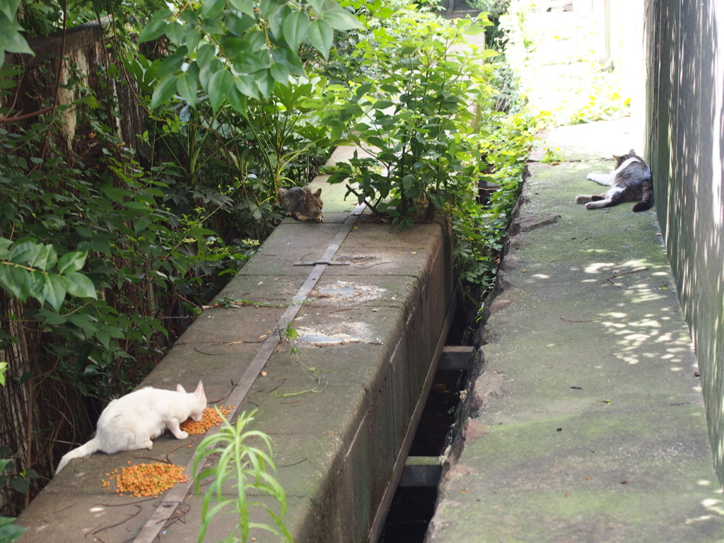 f:id:rntriple6:20150719134816j:plain f:id:rntriple6:20150719134816j:plain