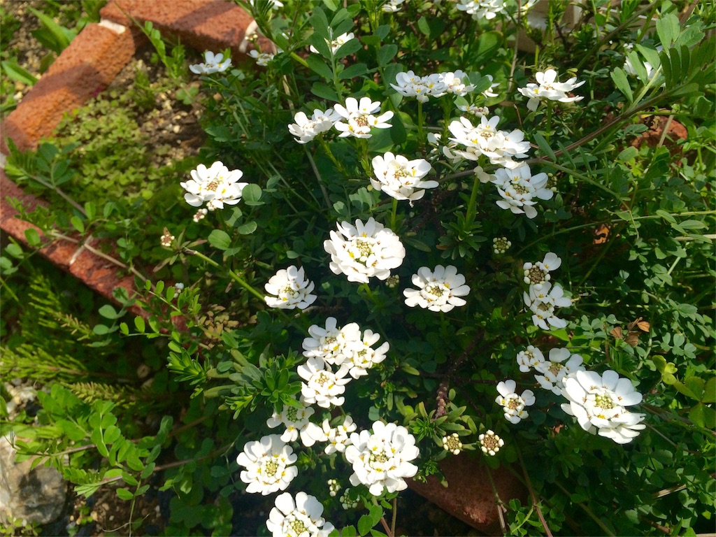 f:id:roaming314:20160424230830j:image f:id:roaming314:20160424230830j:image