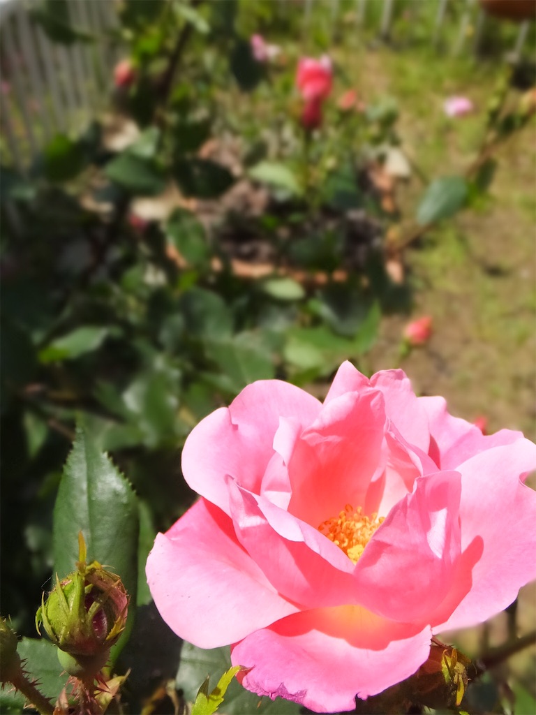 f:id:roaming314:20160507112233j:image f:id:roaming314:20160507112233j:image