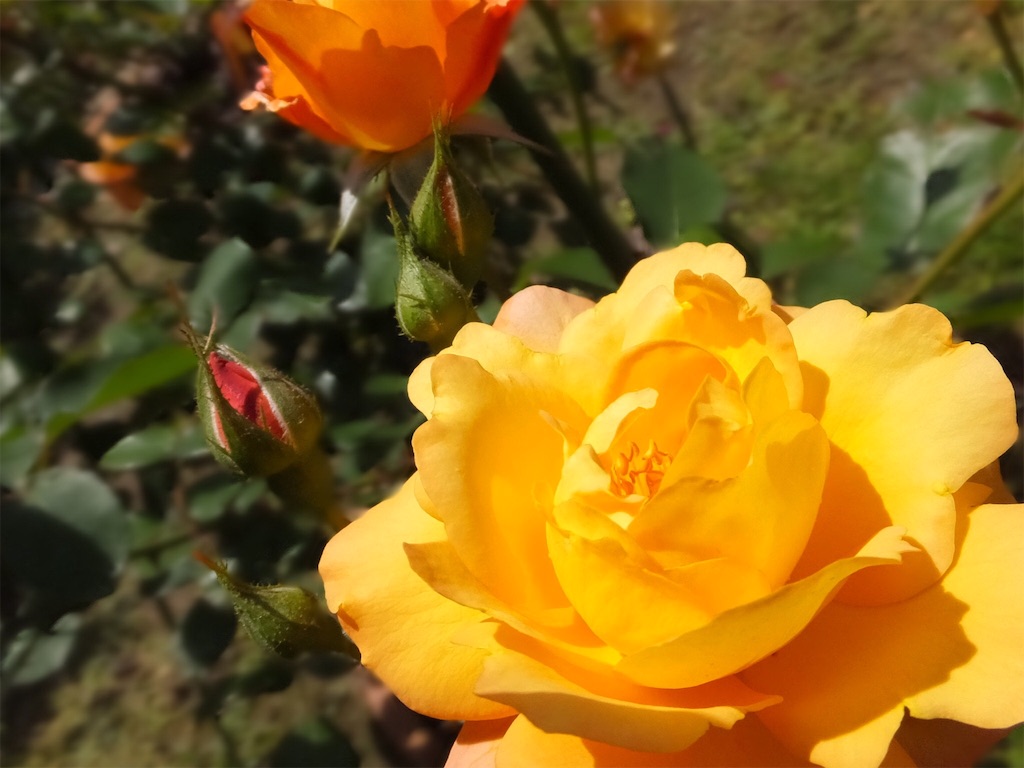 f:id:roaming314:20160507112448j:image f:id:roaming314:20160507112448j:image