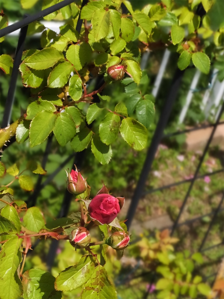 f:id:roaming314:20160507112501j:image f:id:roaming314:20160507112501j:image