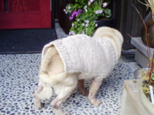f:id:robin-knit:20100114145331j:image:w220 f:id:robin-knit:20100114145331j:image:w220