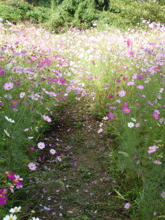f:id:robin-knit:20101011101713j:image f:id:robin-knit:20101011101713j:image