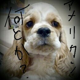 f:id:robin4811:20160519072232j:image