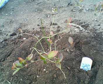 f:id:rock_n_roller:20070331154200j:image f:id:rock_n_roller:20070331154200j:image