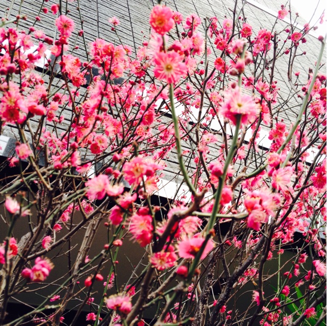 f:id:rockn212:20150222234117j:plain f:id:rockn212:20150222234117j:plain