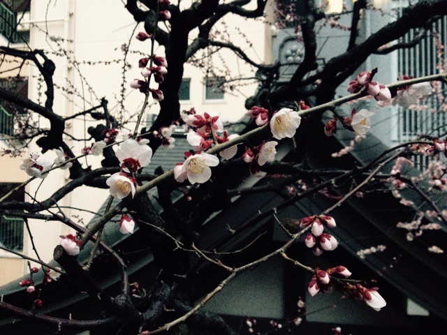 f:id:rockn212:20150308014227j:plain f:id:rockn212:20150308014227j:plain