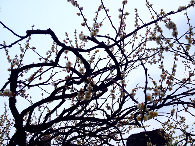 f:id:rockn212:20150308015246j:plain f:id:rockn212:20150308015246j:plain