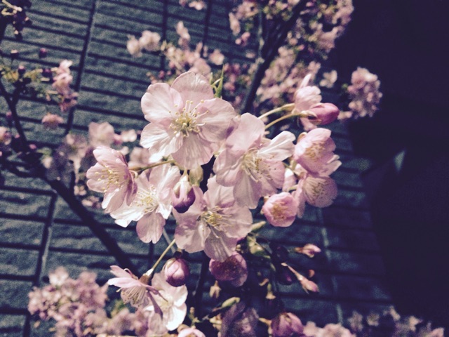 f:id:rockn212:20150308024540j:plain f:id:rockn212:20150308024540j:plain