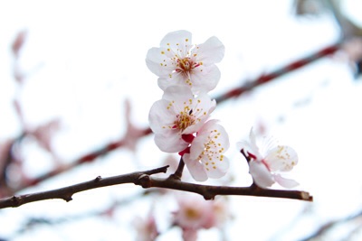 f:id:rockn212:20150309003240j:plain f:id:rockn212:20150309003240j:plain