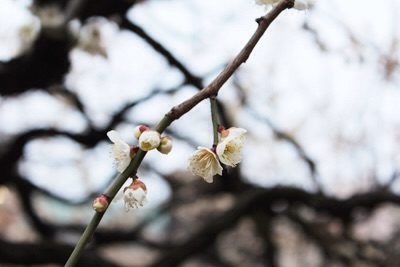 f:id:rockn212:20150309003413j:plain f:id:rockn212:20150309003413j:plain