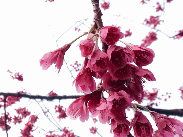 f:id:rockn212:20150322202556j:plain f:id:rockn212:20150322202556j:plain