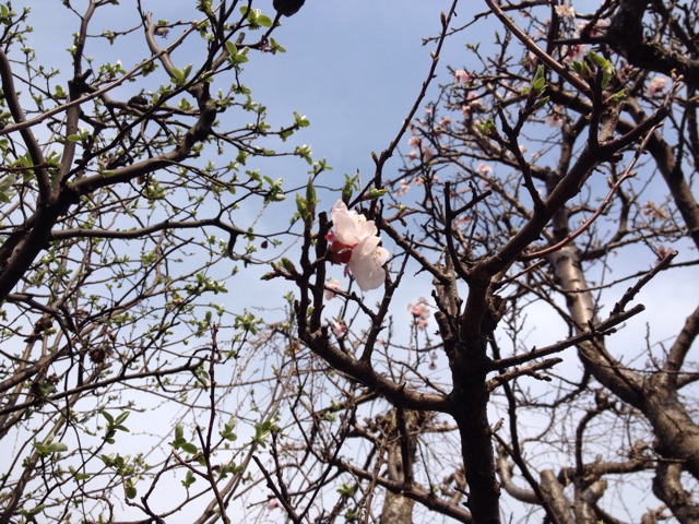 f:id:rockn212:20150322203113j:plain f:id:rockn212:20150322203113j:plain