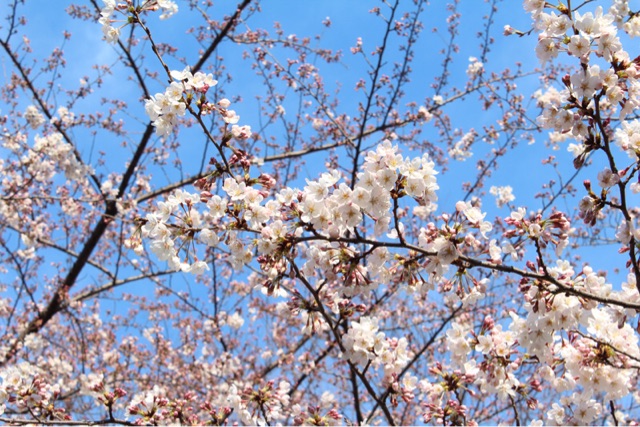 f:id:rockn212:20150329025042j:plain f:id:rockn212:20150329025042j:plain