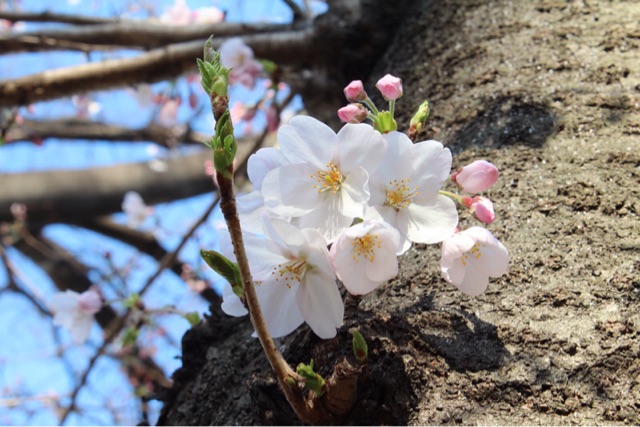 f:id:rockn212:20150329025705j:plain f:id:rockn212:20150329025705j:plain